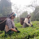 भारतले नेपाली चियामा कडाइ गरेपछि बन्द हुँदै चिया उद्योग, समस्यामा किसान