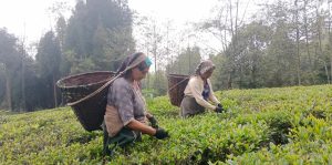 भारतले नेपाली चियामा कडाइ गरेपछि बन्द हुँदै चिया उद्योग, समस्यामा किसान